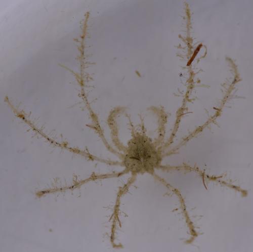 Macropodia sp.